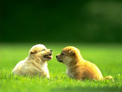 Say Hello To The PUPPIES!