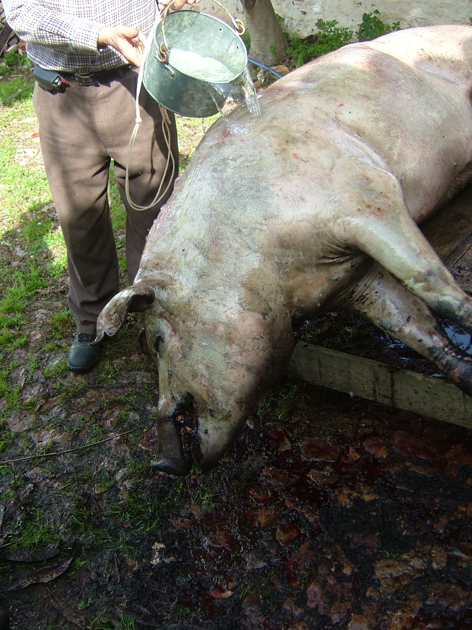 [matança+fev+09+003.jpg]