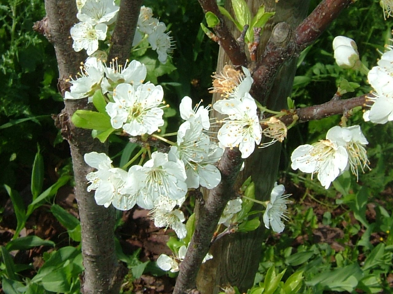 [floresMarço09+016.jpg]