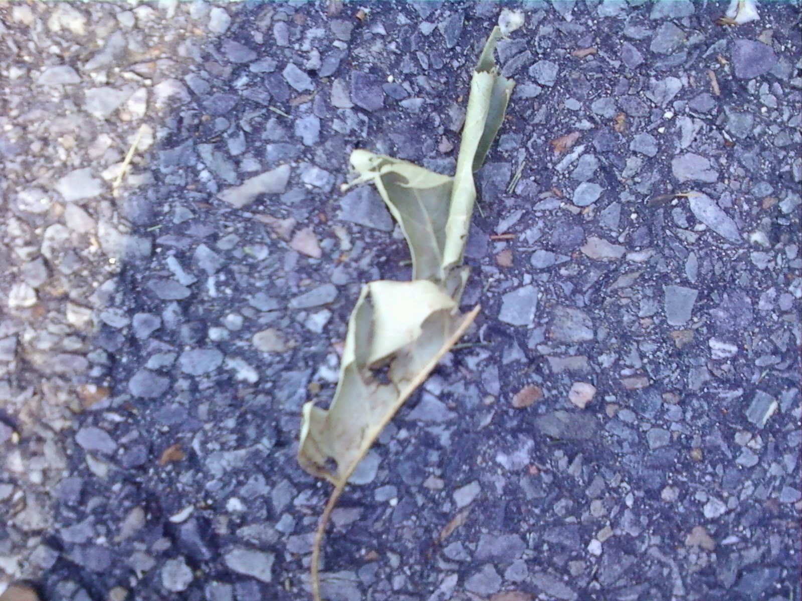 Vocabulary terms and pictures modified leaf of a plant