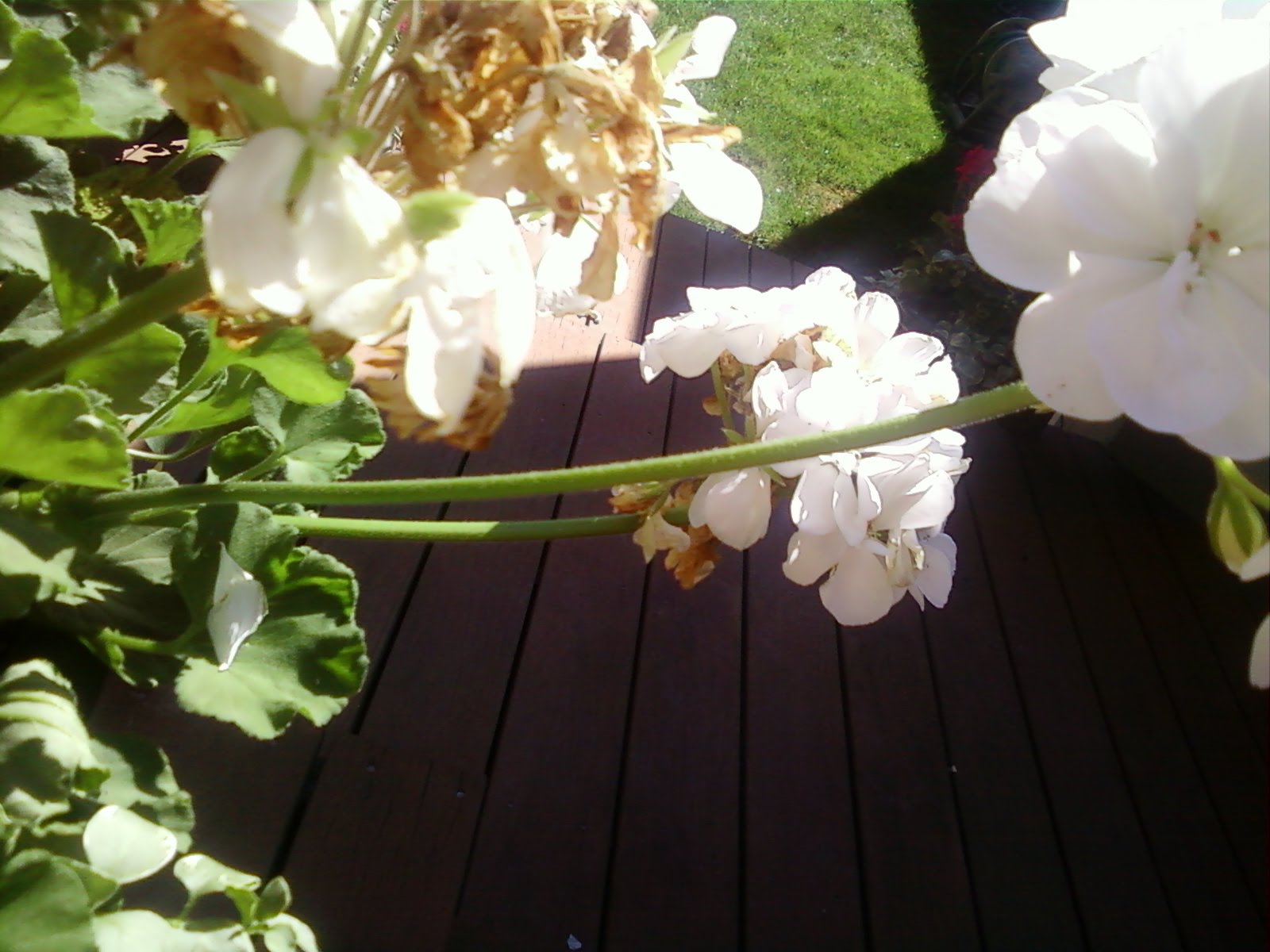 Vocabulary terms and pictures modified stem of a plant