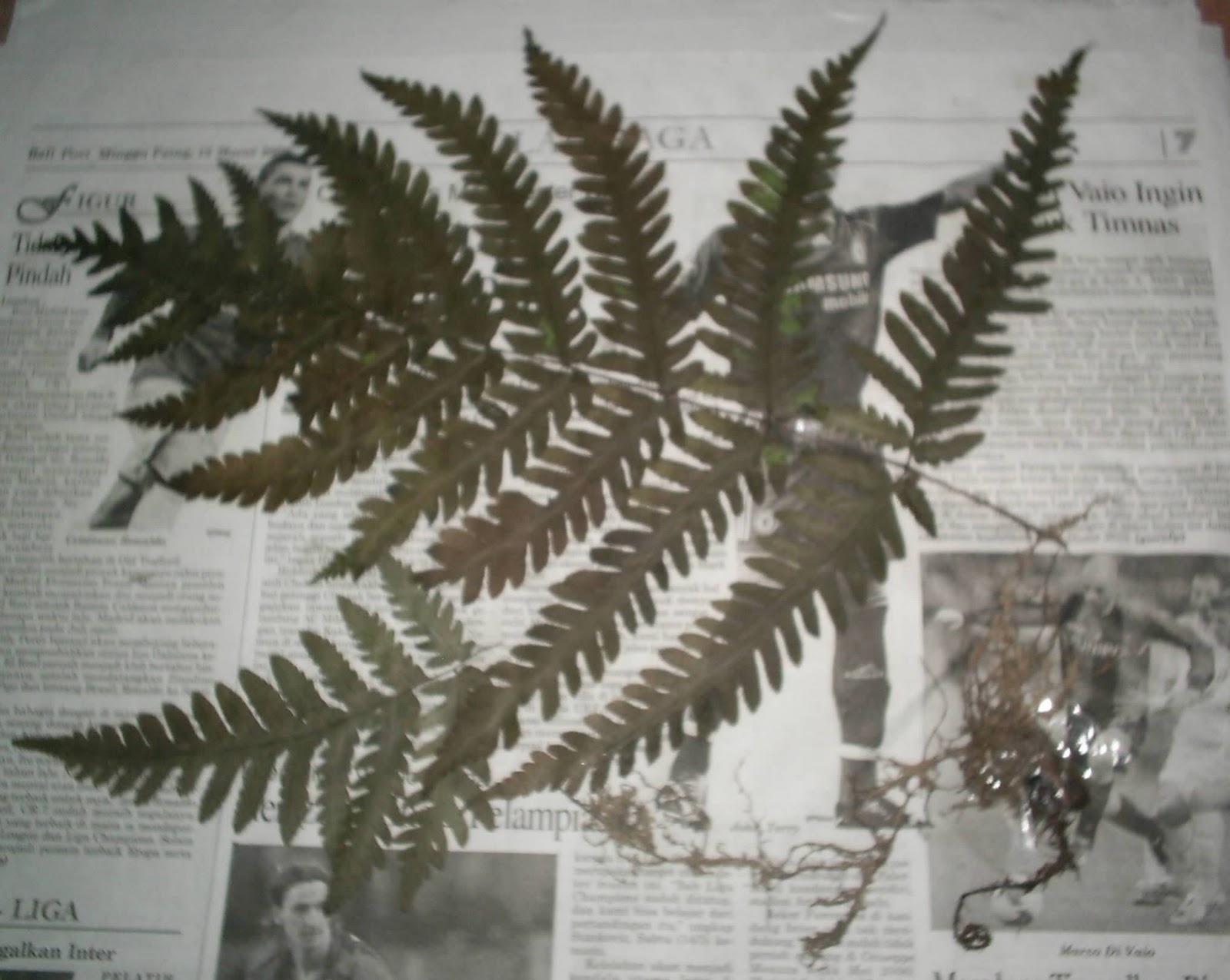 SAINS BIOLOGI  Teknik  Pembuatan herbarium