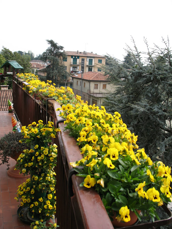 Le pansè della mia terrazza