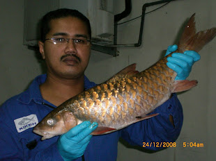 IKAN KELAH