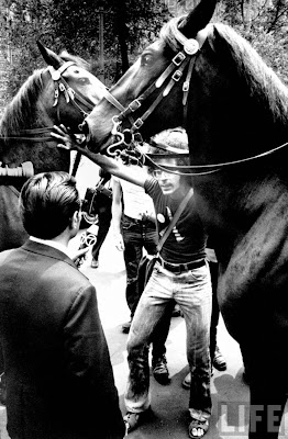 Gay activist stepping around police horses 1971