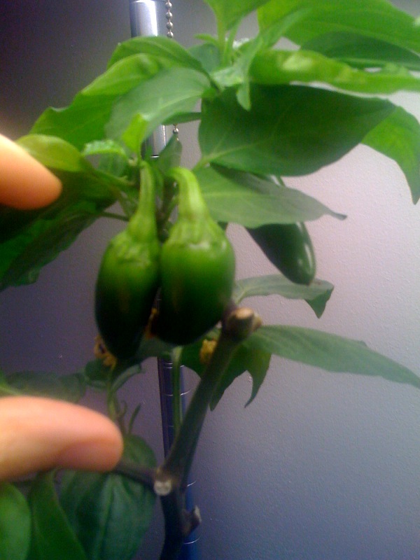 [peppers.jpg]