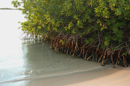 [mangrove_gr01.jpg]