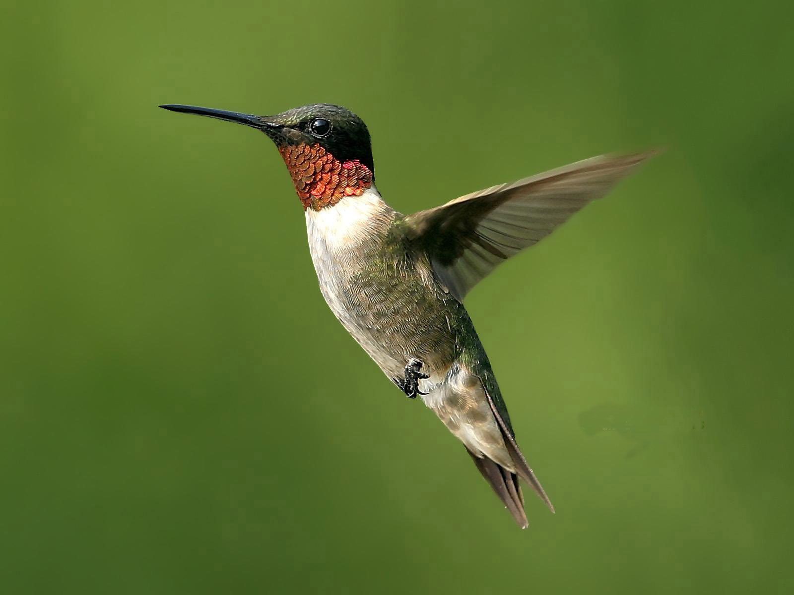 The Giant Hummingbird's wings beat at 8â10 beats per second, the ...