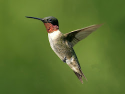 hummingbird humming bird birds nature hummingbirds science flight flying beats per second wings beat aerodynamic fall mid pretty smallest giant
