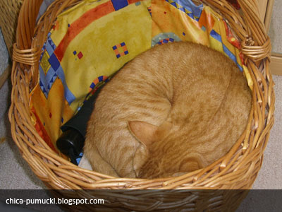 Cat Nap in Basket