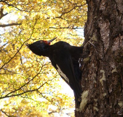 [AR-Woodpecker.jpg]