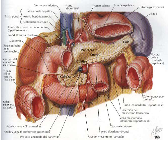 digestivouq