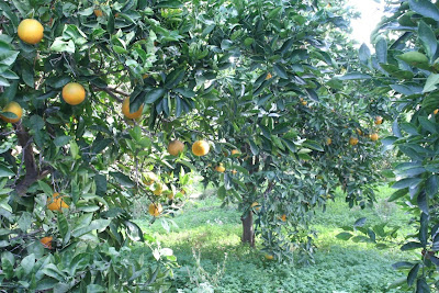 SIERPITA HOLIDAYS: LA CASA DEL PATIO