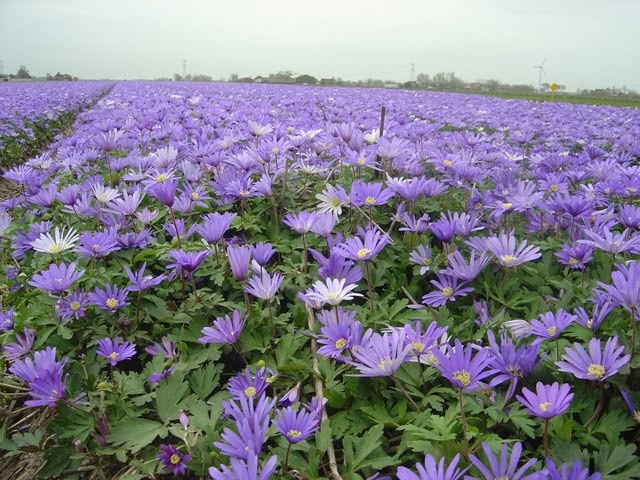ЦВЕТЯТА: АНЕМОНЕ(Anemone)