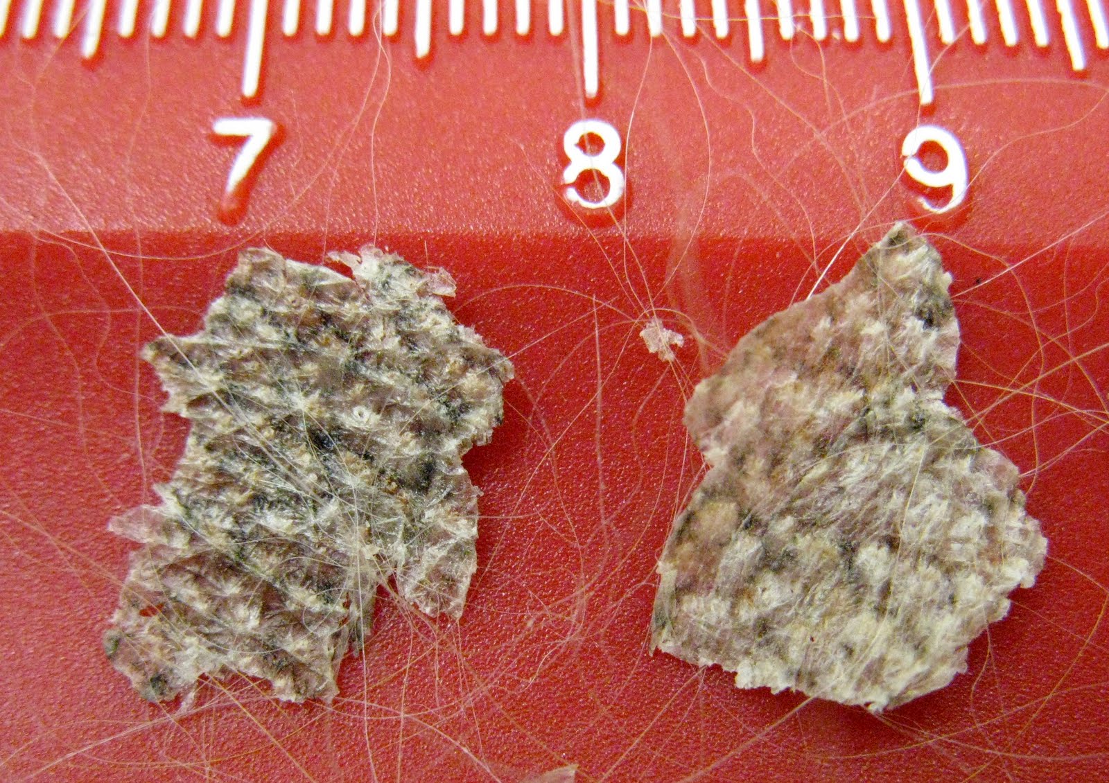 Это чешуя больше так не чеши картинка