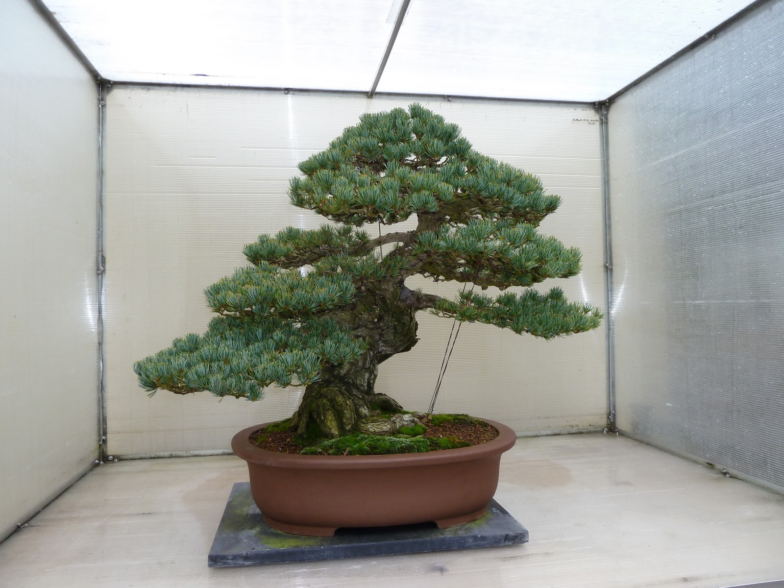 http://2.bp.blogspot.com/_ZEQTZAmHudI/TVLkfLld0aI/AAAAAAAACXs/AdewdYtXOmk/s1600/Japanese+White+Pine+Bonsai+%2528Walkabout+No.+35%2529.JPG