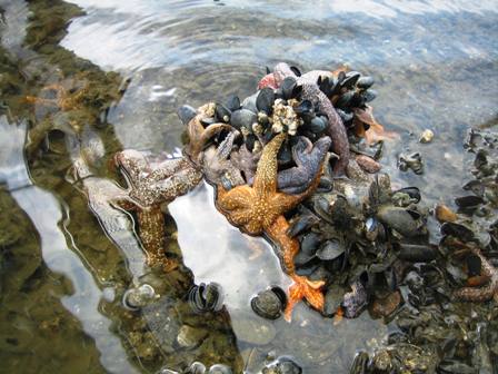[starfishmussels.jpg]