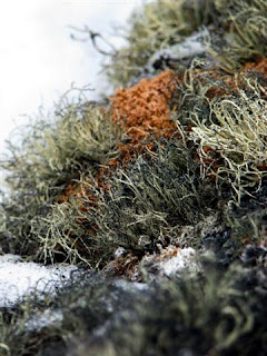 Lichen on Hermit Island | Stacie Murray/National Science Foundation