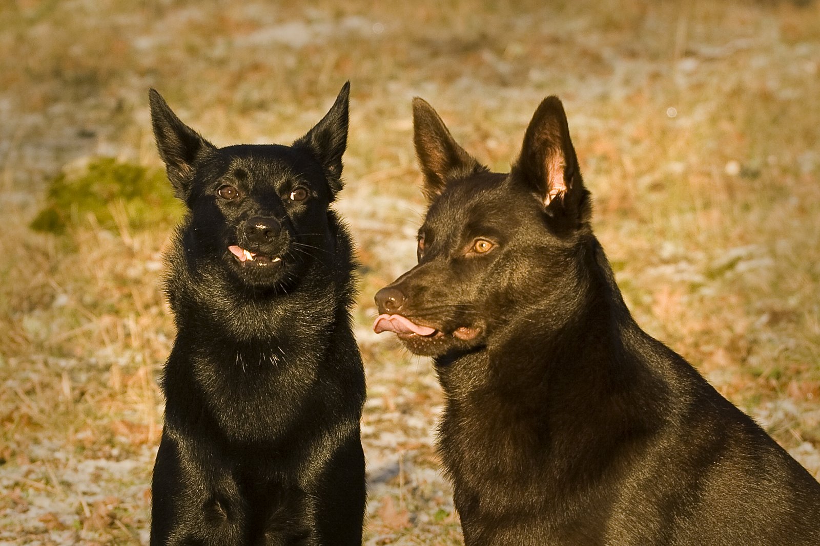 [081227_chicko_019.jpg]