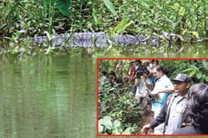 Wild Crocodiles surface in Khao Yai