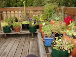 My little kitchen garden on the deck