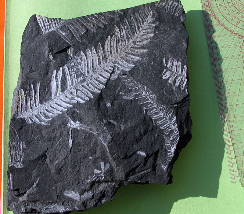 Louisville Fossils and Beyond St. Clair Pennsylvania Fern Fossils