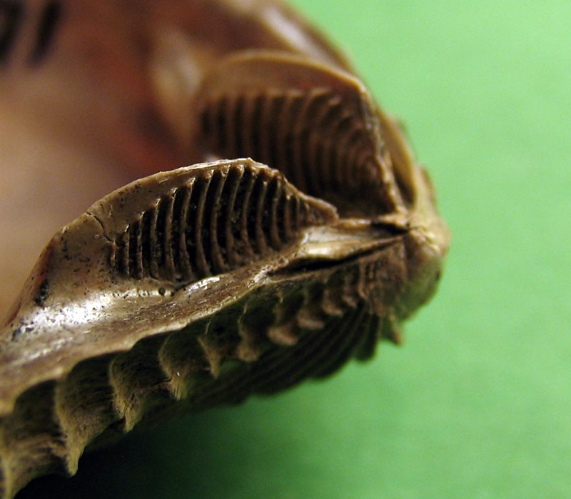 trigonia-eufaulensis---pelecypod-fossil-