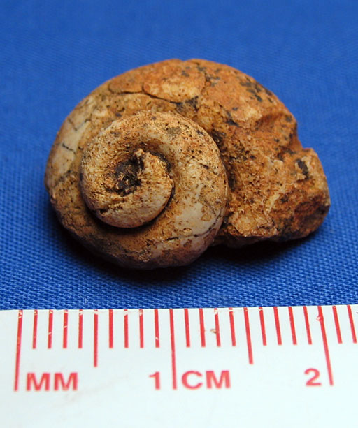 [devonian-gastropod-fossil-from-clark-county-indiana-4.jpg]