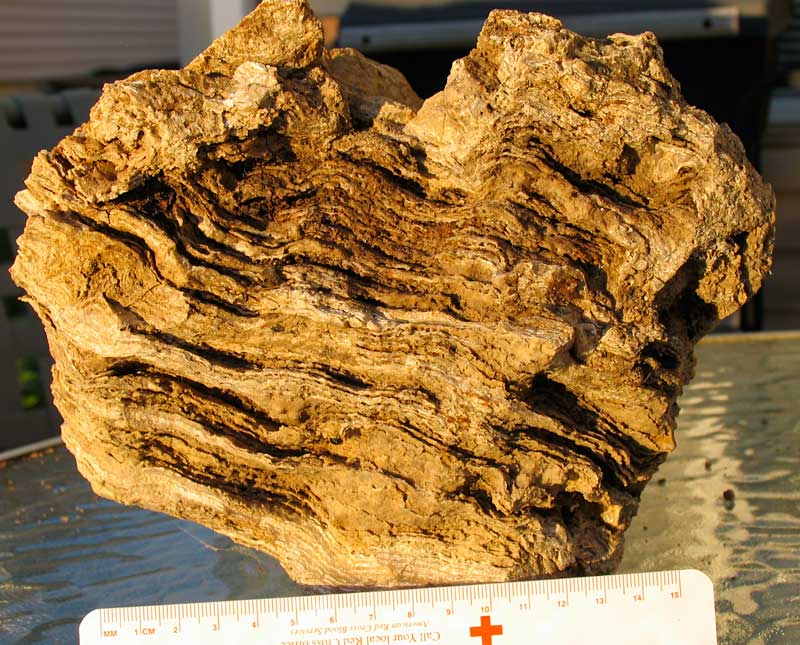 Louisville Fossils and Beyond: Stromatoporoids