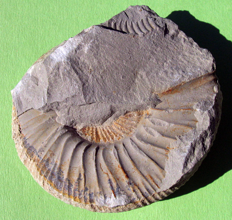 Louisville Fossils and Beyond Jurassic Ammonites