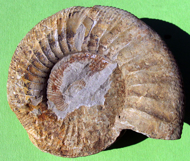 Louisville Fossils and Beyond Jurassic Ammonites
