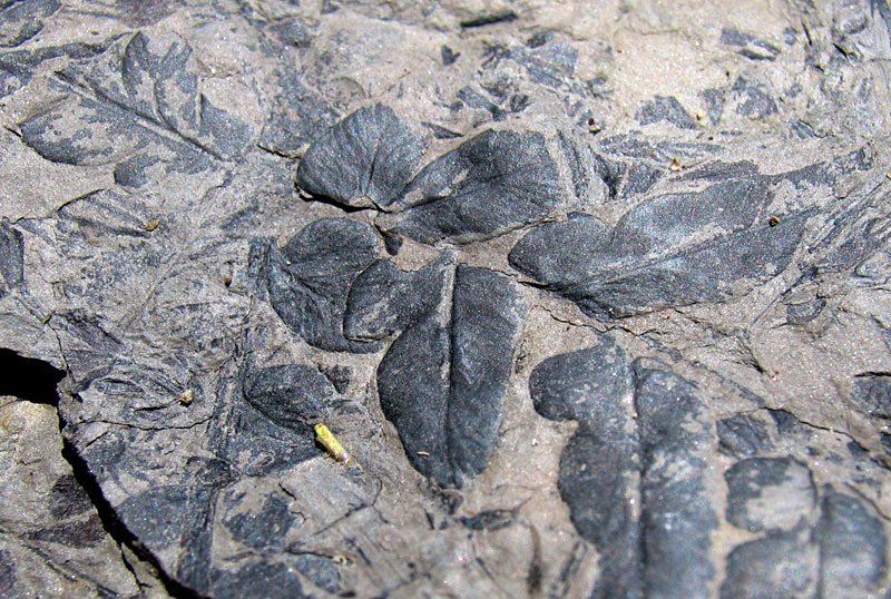 Louisville Fossils and Beyond Hazard Kentucky Plant Fossils