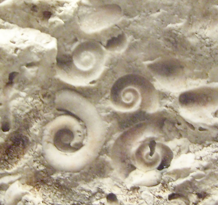 Louisville Fossils and Beyond Cambrian Monoplacophorans