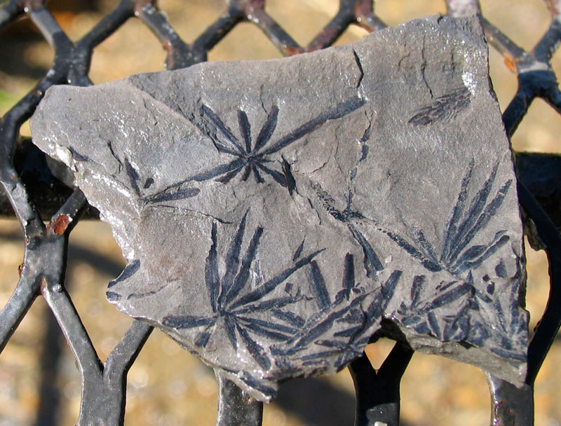 Louisville Fossils and Beyond Annularia of Eastern Kentucky