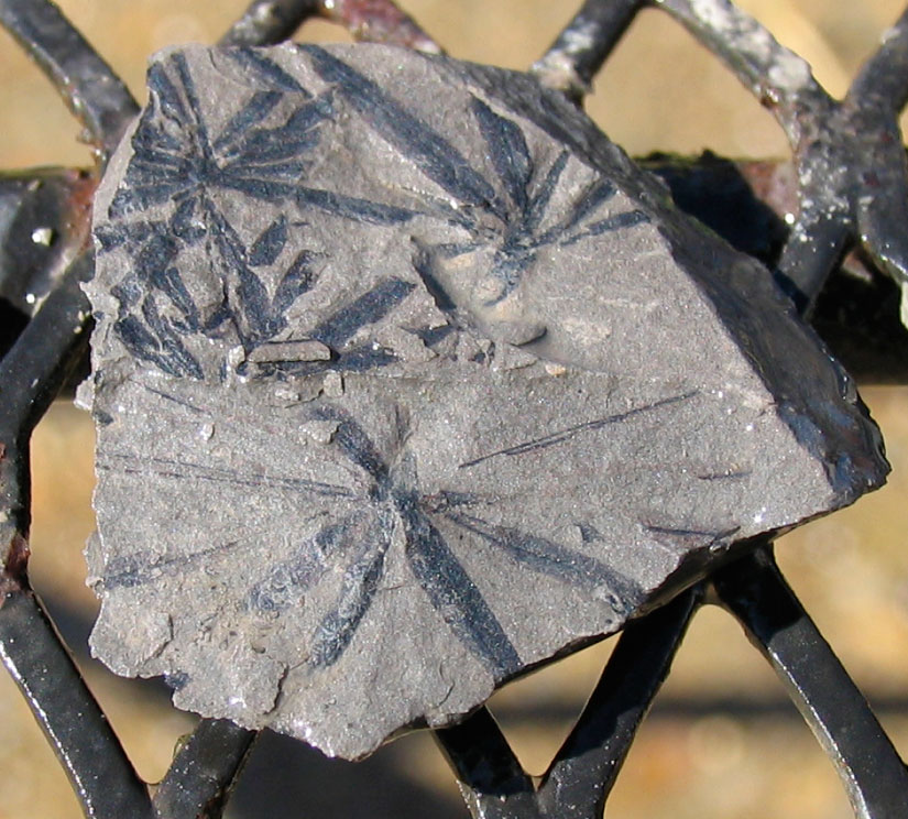 Louisville Fossils and Beyond Annularia Plant Fossils of Kentucky