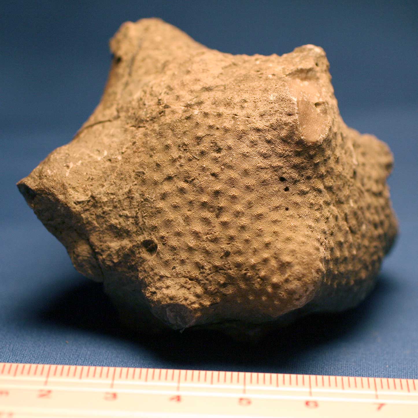 Louisville Fossils and Beyond Monticulipora mammulata Bryozoan