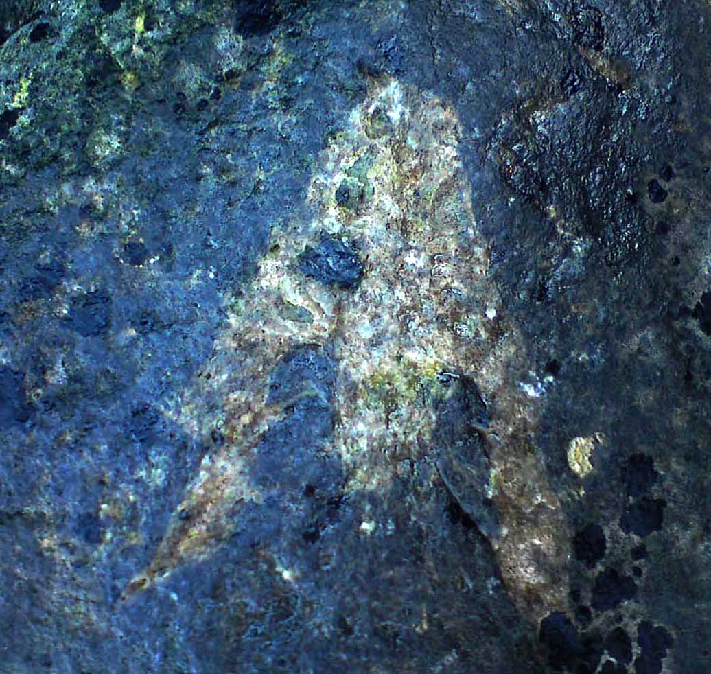 Fossils Fossils Emerald