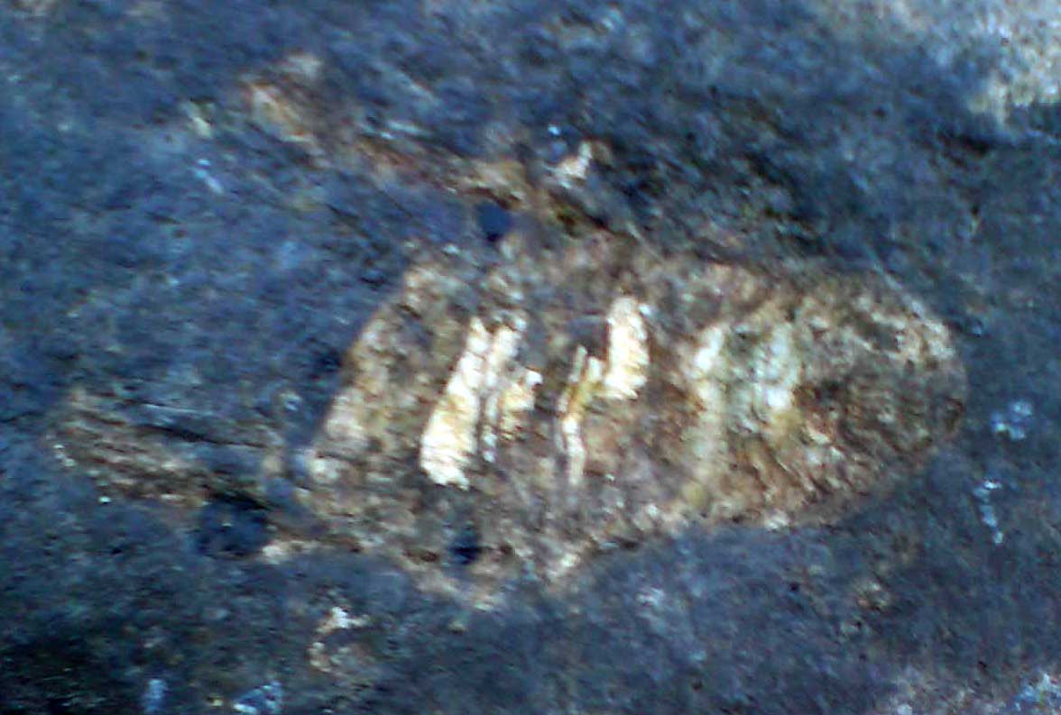 Fossils Emerald Fossils