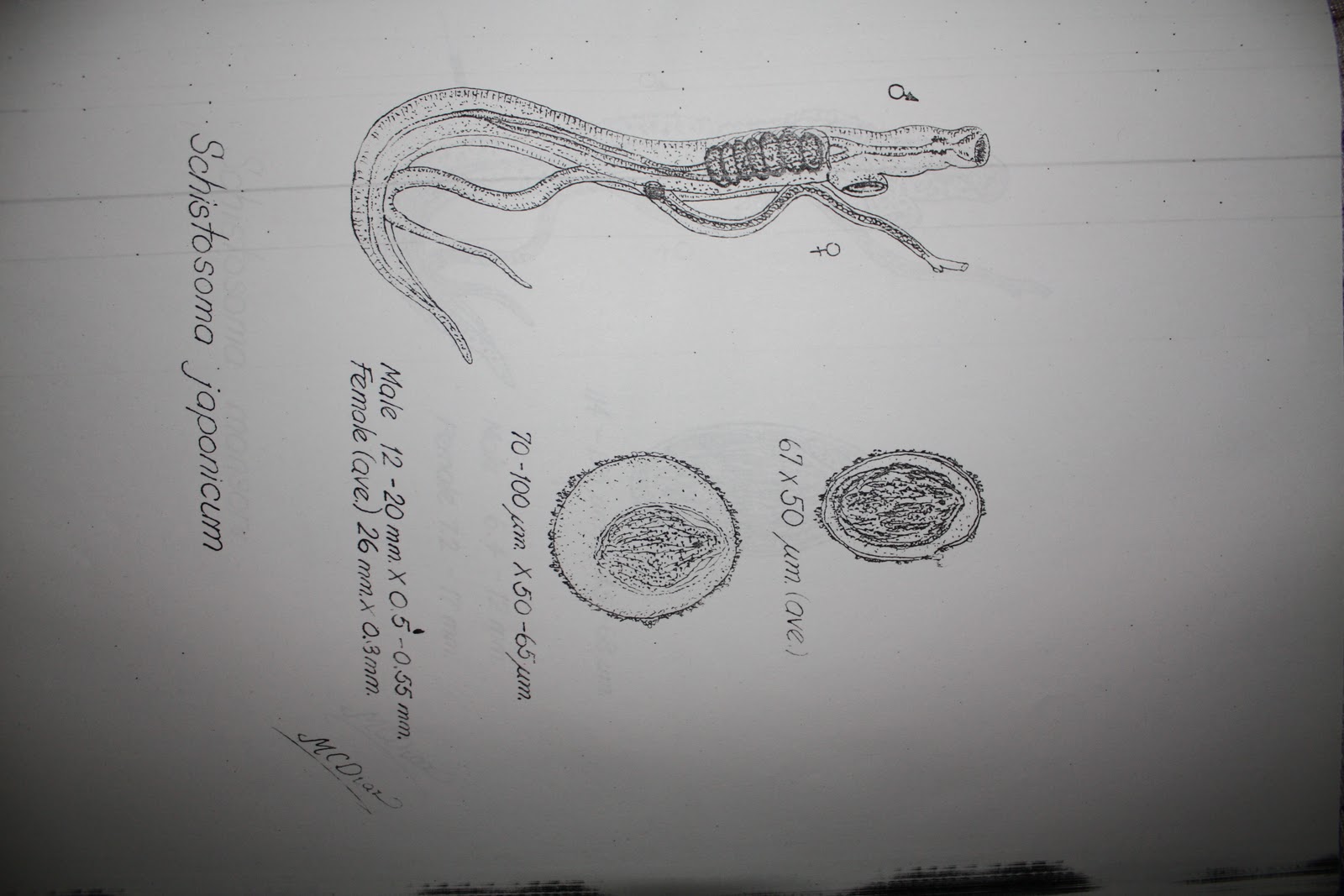 MD Files: Medically Important Parasites [Sketch by Dr. Macario Diaz]