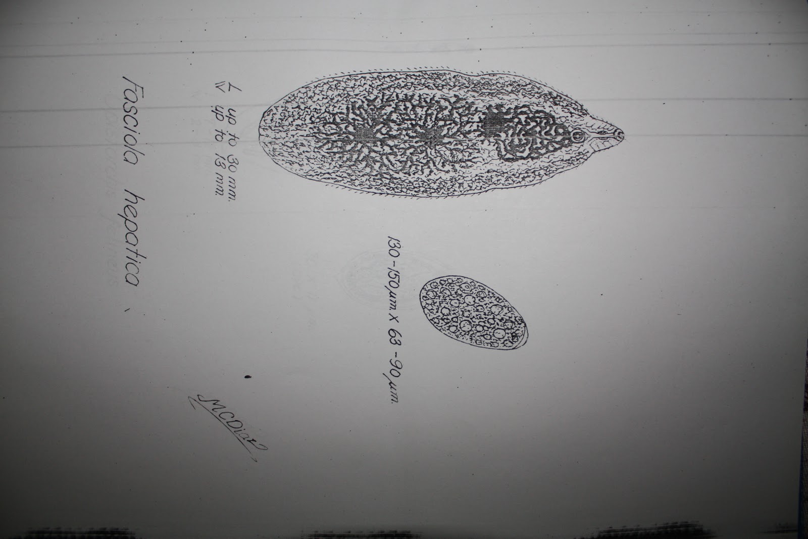 MD Files: Medically Important Parasites [Sketch by Dr. Macario Diaz]