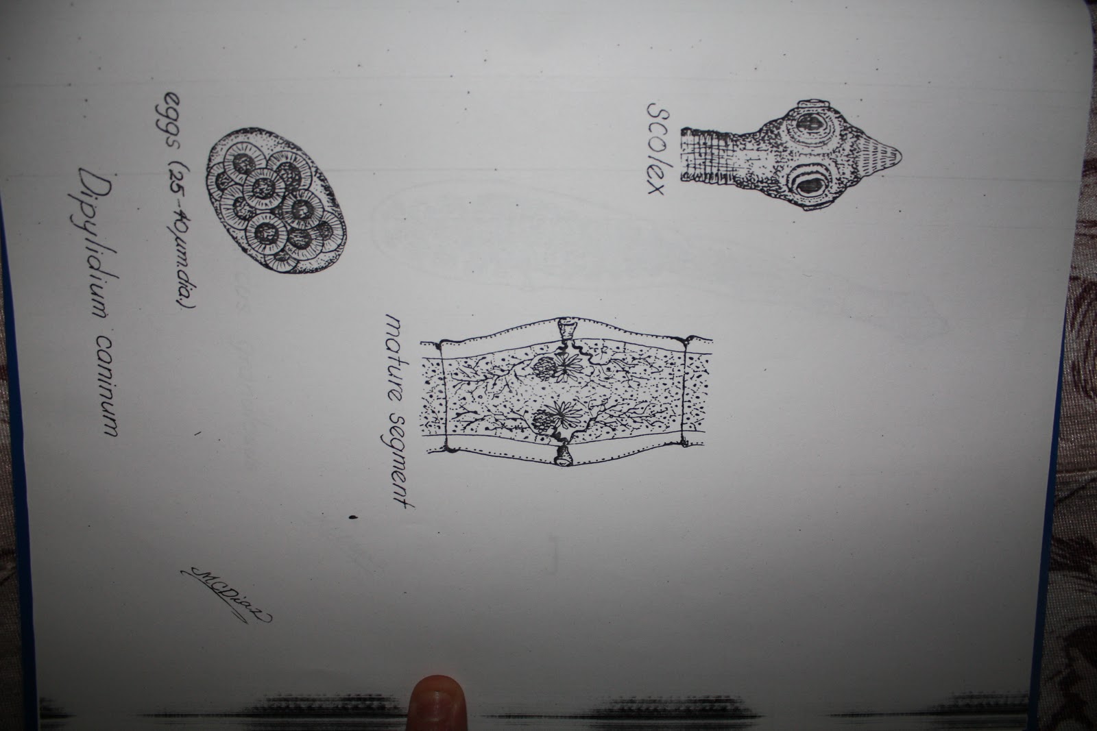 MD Files: Medically Important Parasites [Sketch by Dr. Macario Diaz]