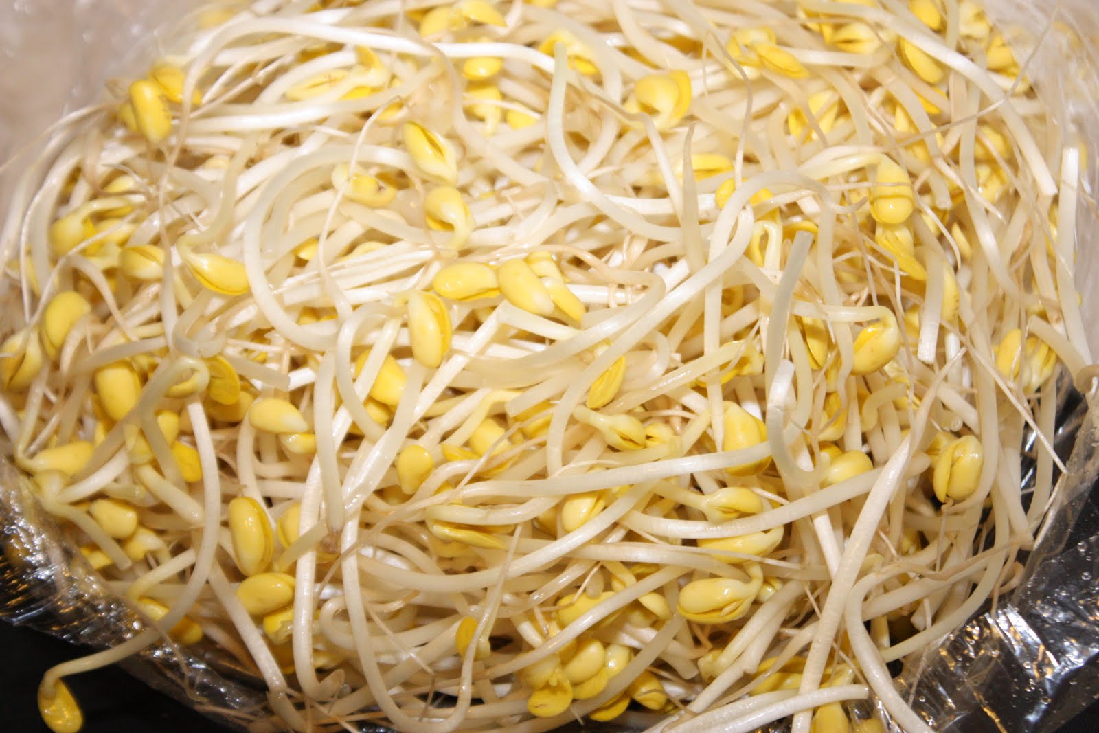 Skagit Guy Kongnamul Korean Soybean Sprout Salad 콩나물