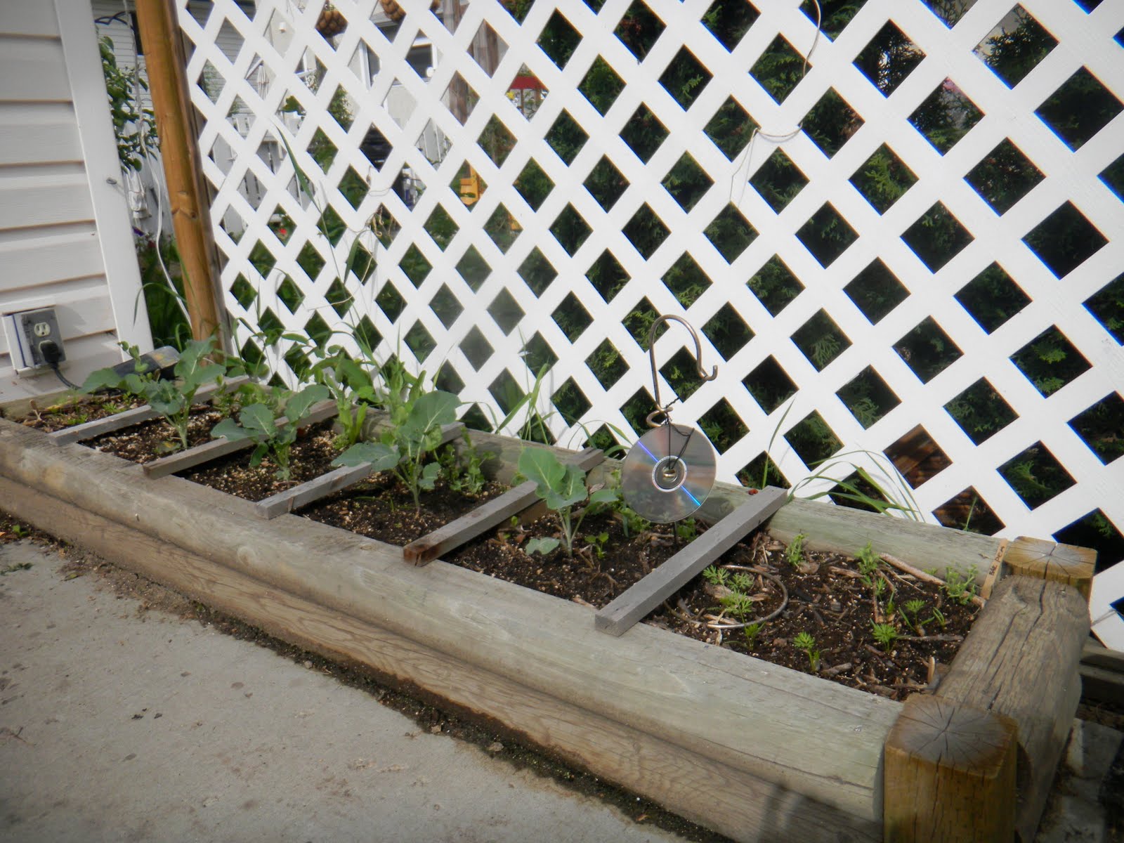An Avenue Homesteader: An Update- Square Foot Gardening in Edmonton's