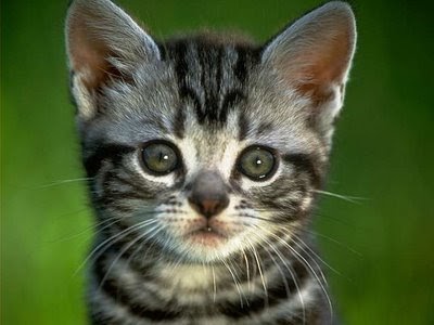 Сайтът на Една Жена: Приказка за едно коте