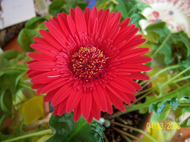 Glory in the flower....