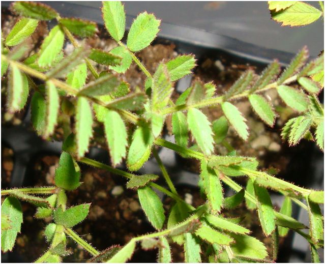 In the Garden Black Kabouli Garbanzo Beans