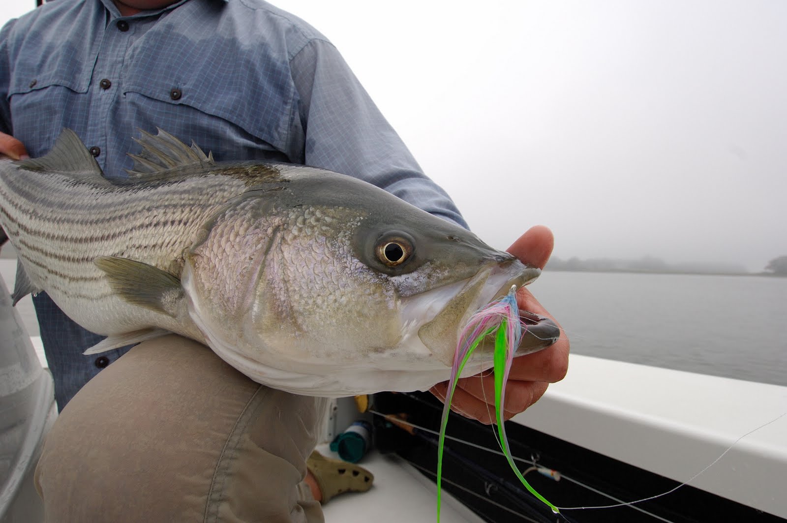Maine Striper Fishing Reports Maine Striper Fishing Reports