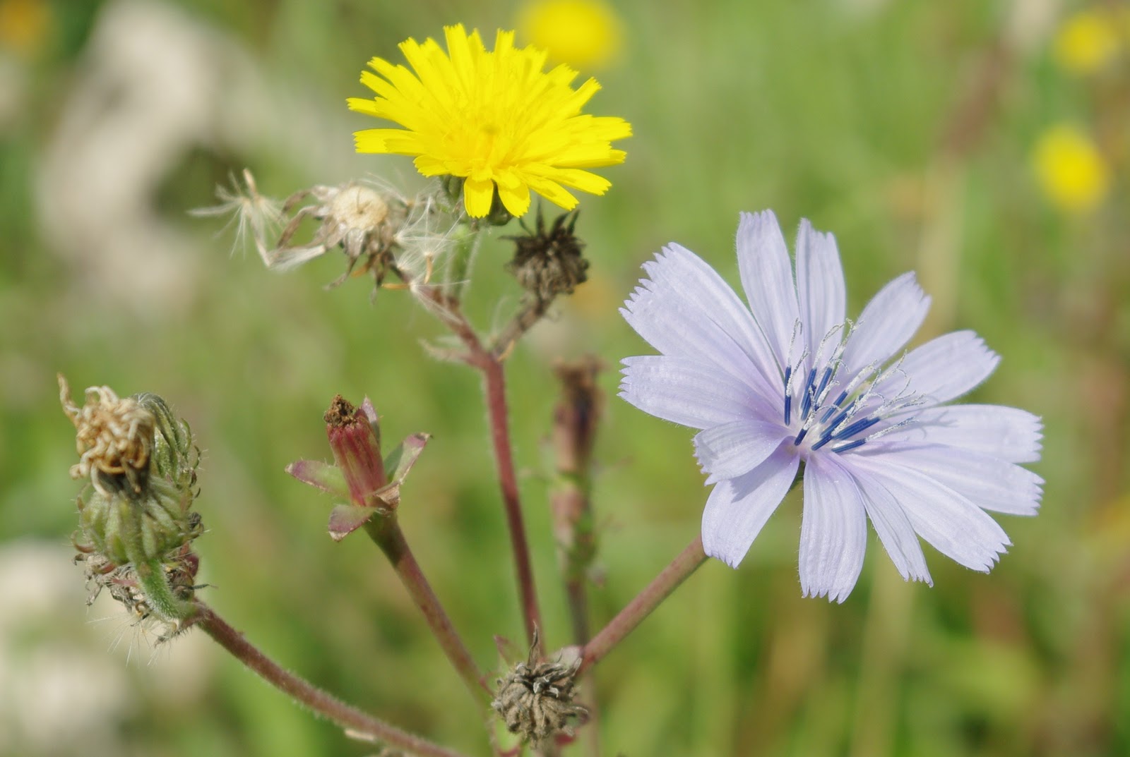 Flore en Valois Chicorée sauvage, Cichorium