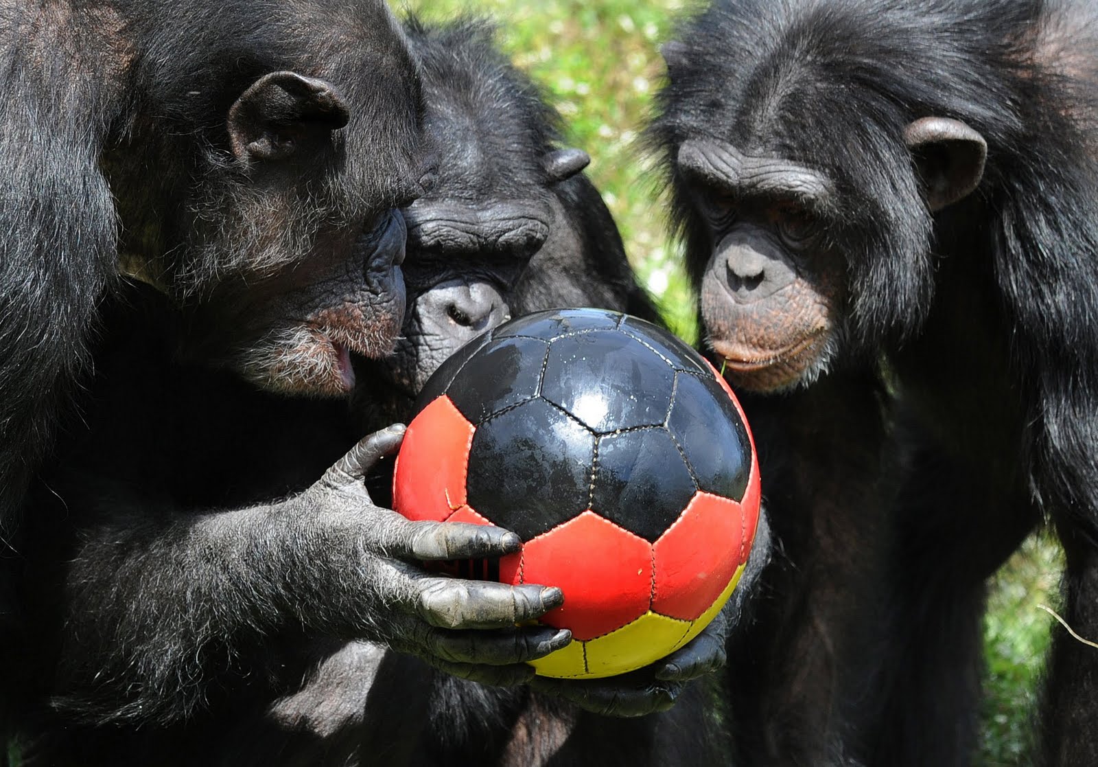 Шимпанзе играть. Обезьяна с мячом. Обезьяна с мячиком. Обезьяна с футбольным мячом. Мяч футбольный обезьянка.
