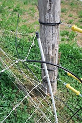 chicken coop pleasant frankfort kentucky camp